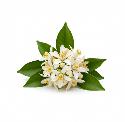 Orange Blossom