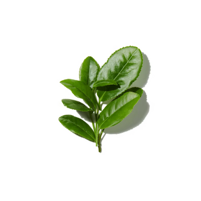 Green Notes