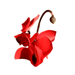 Cyclamen