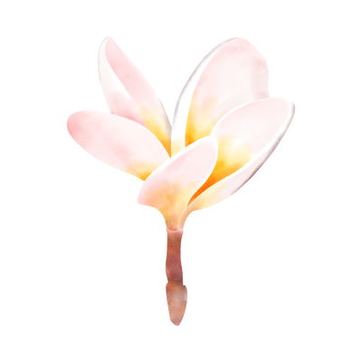 Frangipani