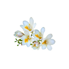Freesia