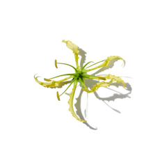Honeysuckle