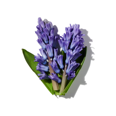 Hyacinth
