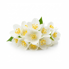Jasmine