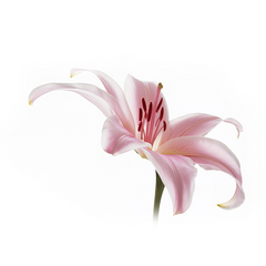 Lily