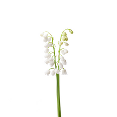 Lily of the Valley