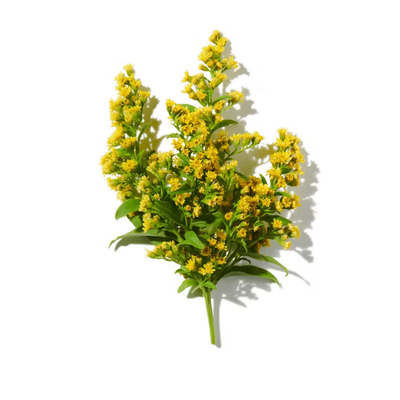 Mimosa