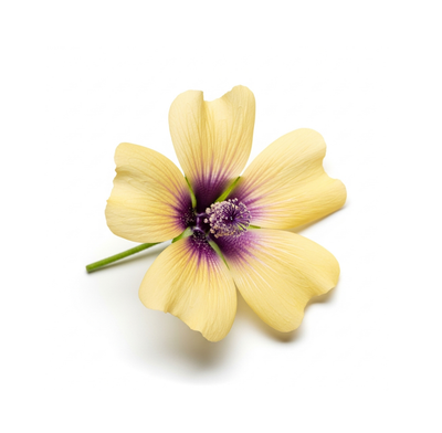 Ambrette (Musk Mallow)