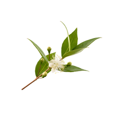 Myrtle
