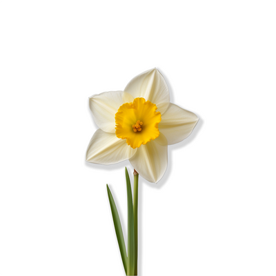 Narcissus