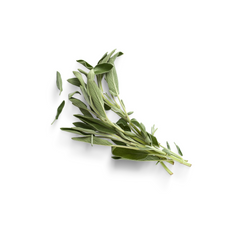 Sage