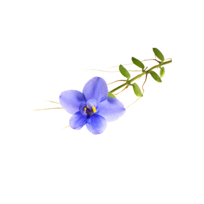 Violet Leaf