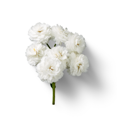 White Flowers