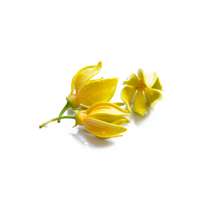 Ylang-Ylang
