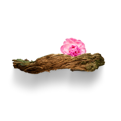Woodsy Notes