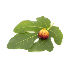 Fig Leaf