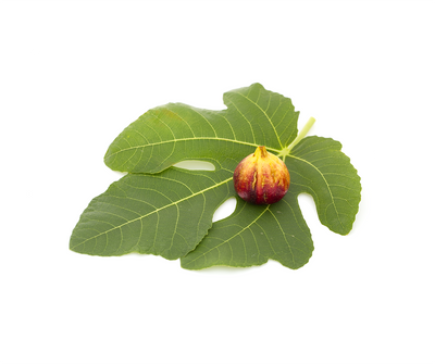 Fig Leaf