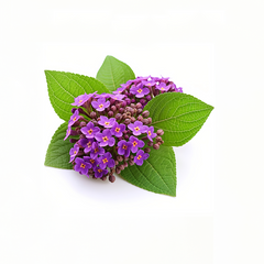 Heliotrope