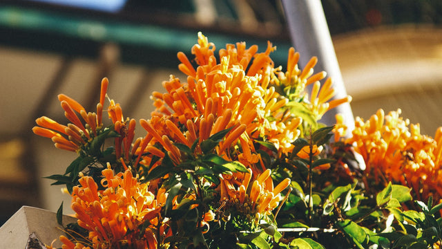 Orange blossom fragrance flowers in warm sunlight
