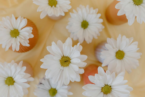 daisy perfume fragrance