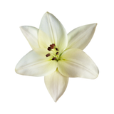Water Lily