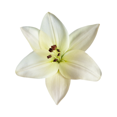Water Lily