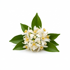 Orange Blossom