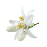 Amyris