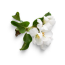 Apple Tree Blossom