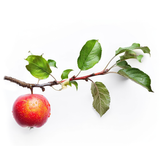 Apple Leaf