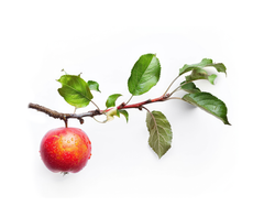 Apple Leaf