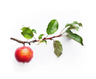 Apple Leaf