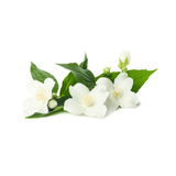 Apricot Blossom