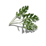 Artemisia