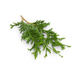 Atlas Cedar