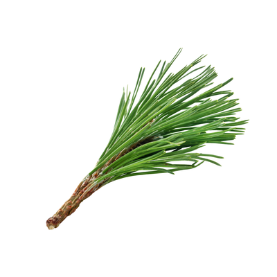Balsam Fir