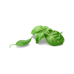 Basil