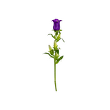 Bellflower