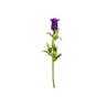 Bellflower