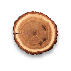 Black Locust