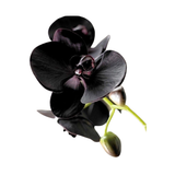 Black Orchid