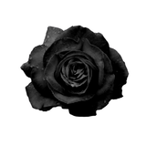 Black Rose