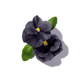 Black Violet