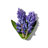 Blue Hyacinth