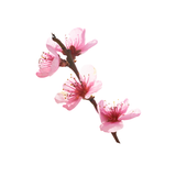 Boronia