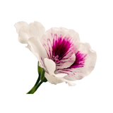 Bourbon Geranium