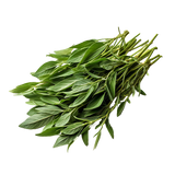 Buchu