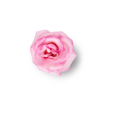 Bulgarian Rose