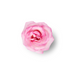 Bulgarian Rose