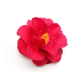 Camellia